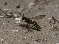 Grote snuittordoder [Cerceris arenaria]